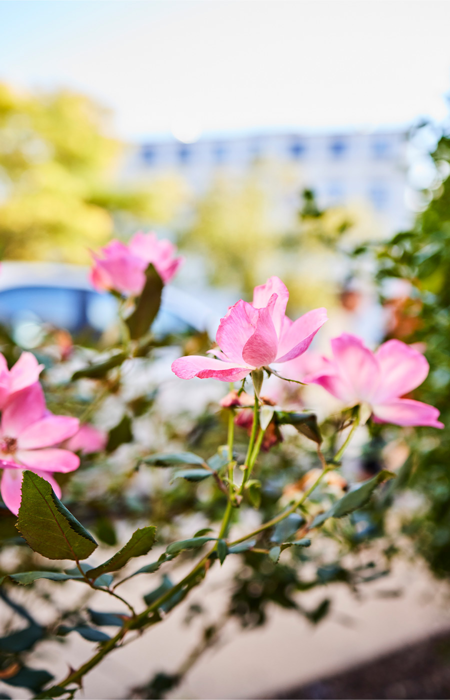 Pink flowers on a bush.