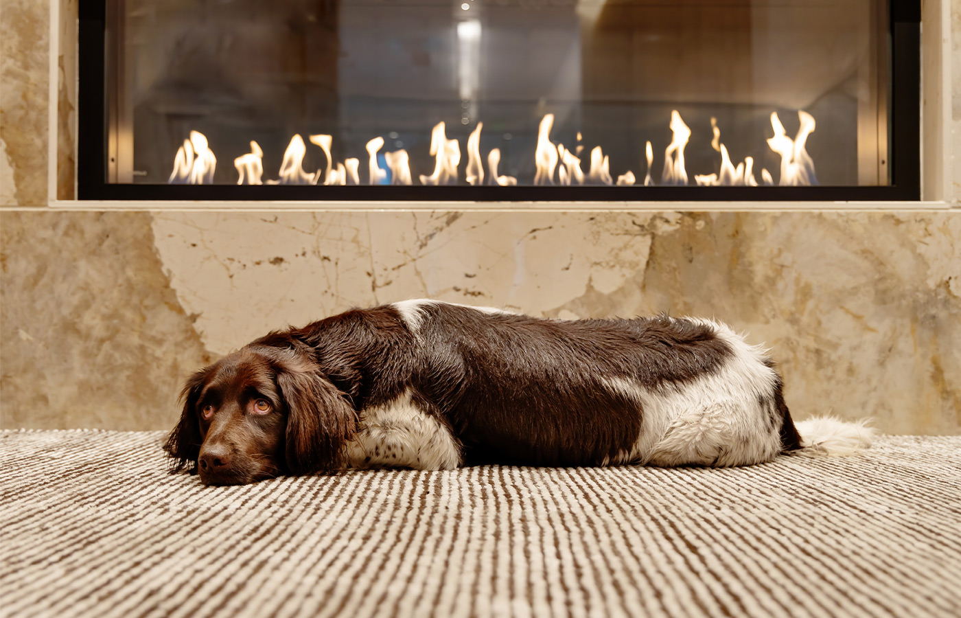 A dog sleeping by the fire.