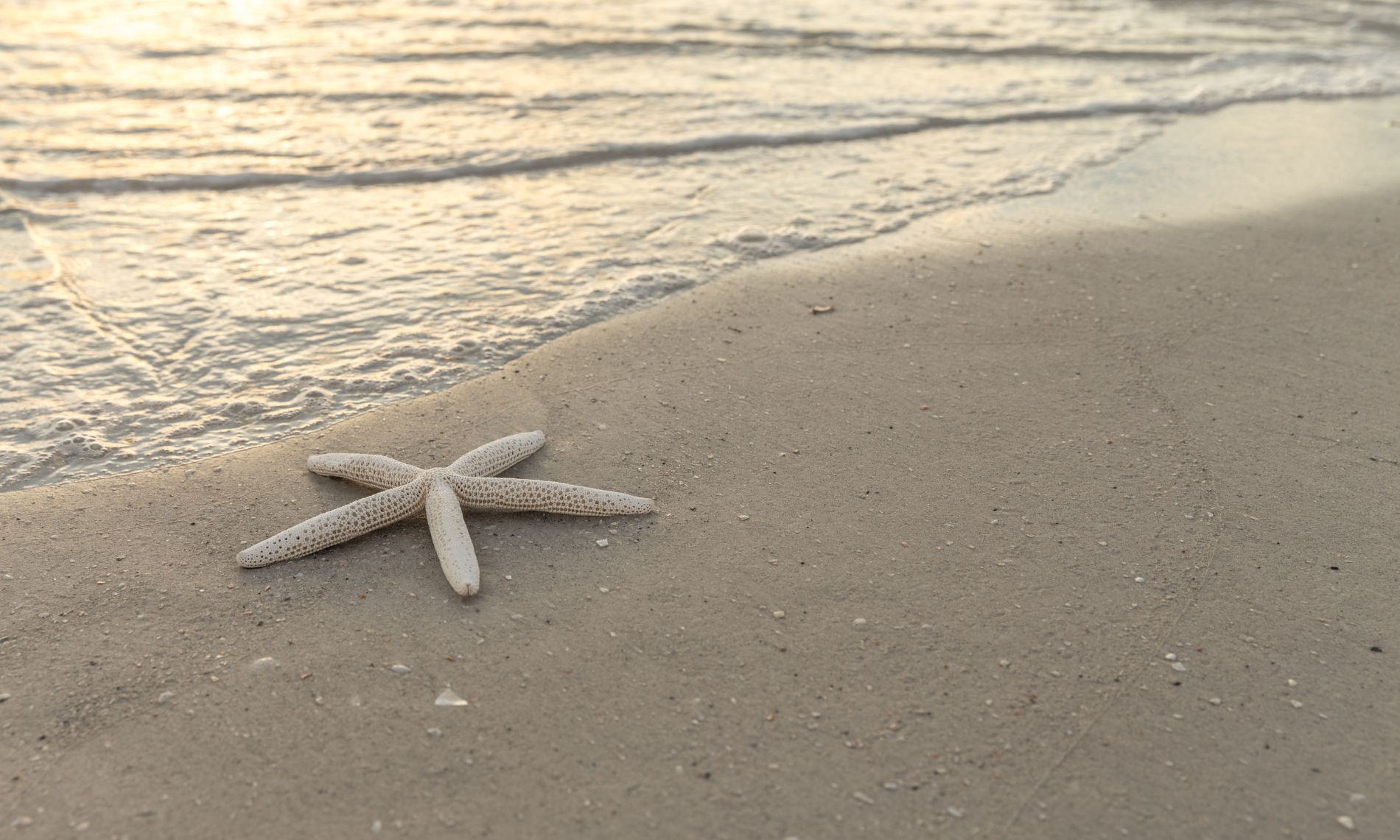 A starfish on a beach.