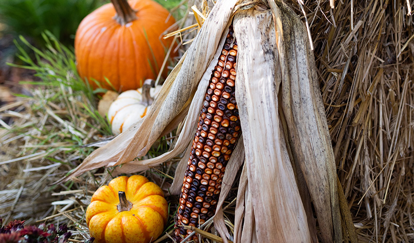 Pumpkins and fall corn by a hay bail.